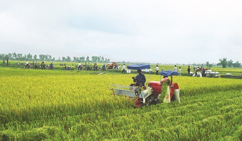 Các nhóm ngành tham gia vào hoạt động dịch vụ nông nghiệp