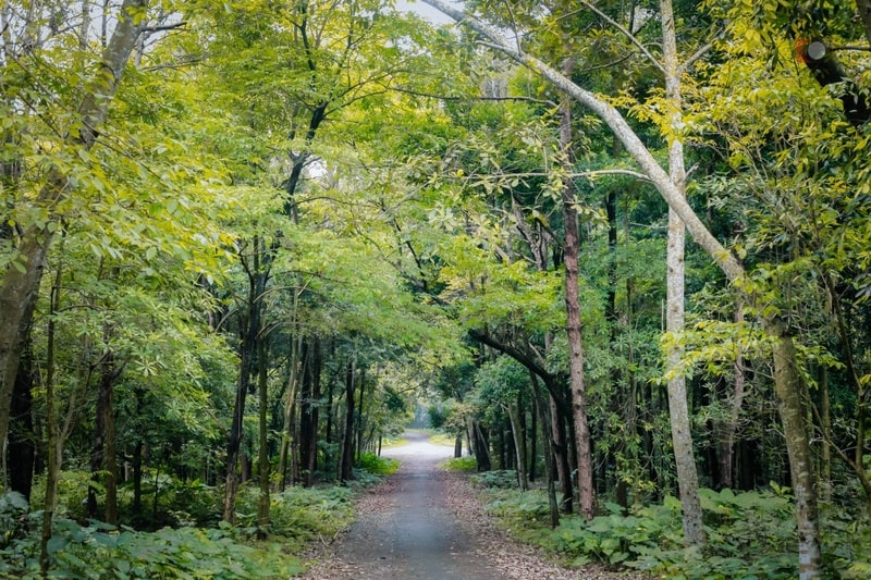 Tại sao nên học ngành lâm nghiệp