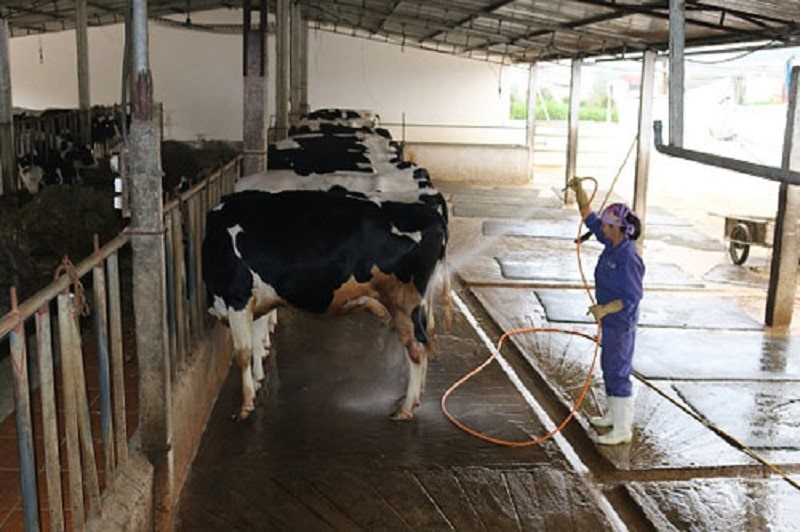 Lao động làm việc tại nông trại sữa Sơn La