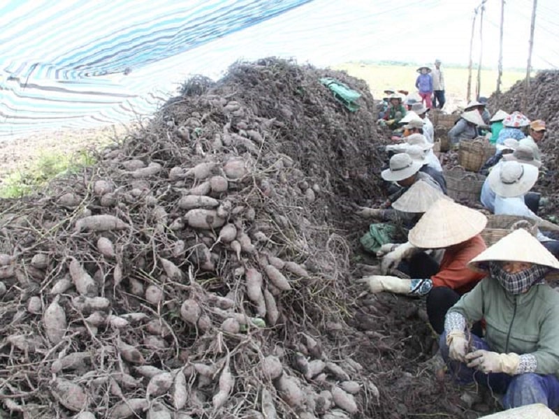 Lao động nông nghiệp tại Vĩnh Long