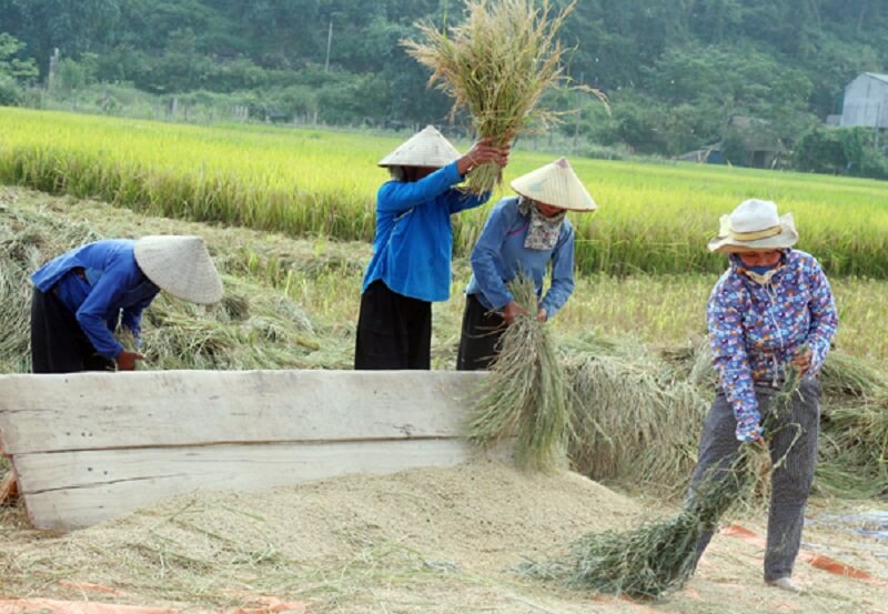 nông sản cho việc làm thương mại tại Lào Cai