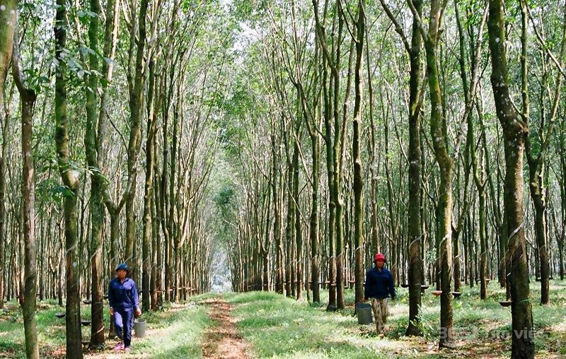 Công nhân cạo mủ cao su - VRG
