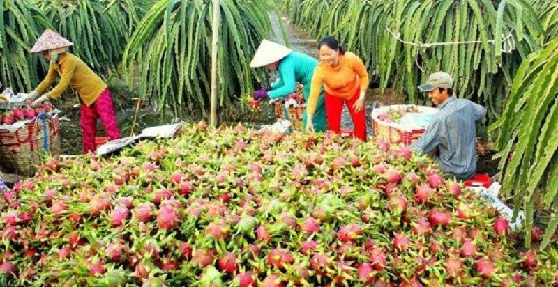 Tiềm năng kinh tế nông nghiệp tỉnh Vĩnh Long