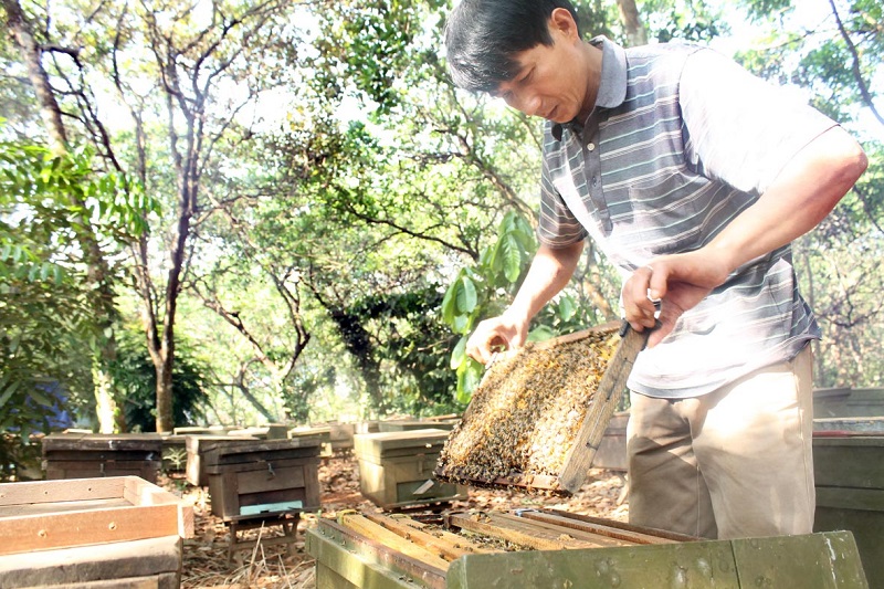 việc làm lương cao tại Hà Giang - nghề nuôi ong