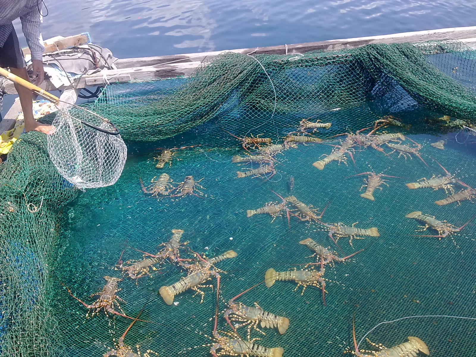 nuôi trồng thủy sản tại Ninh Thuận
