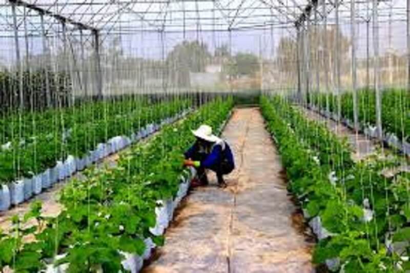 nông nghiệp tạo cơ hội việc làm nhân sự tại Tây Ninh 