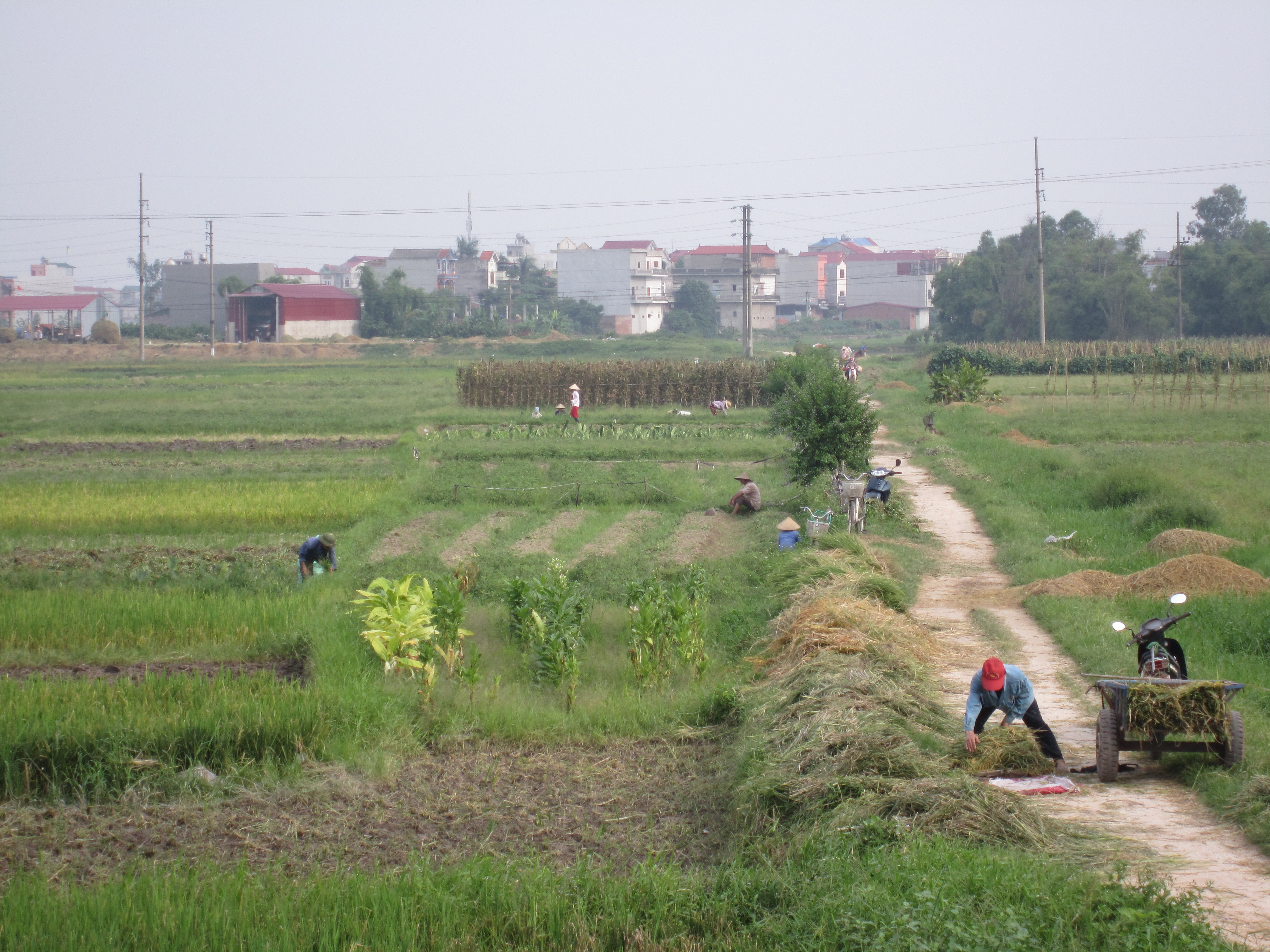 Những khó khăn mà ngành nông – lâm – ngư nghiệp mà Bắc Ninh gặp phải