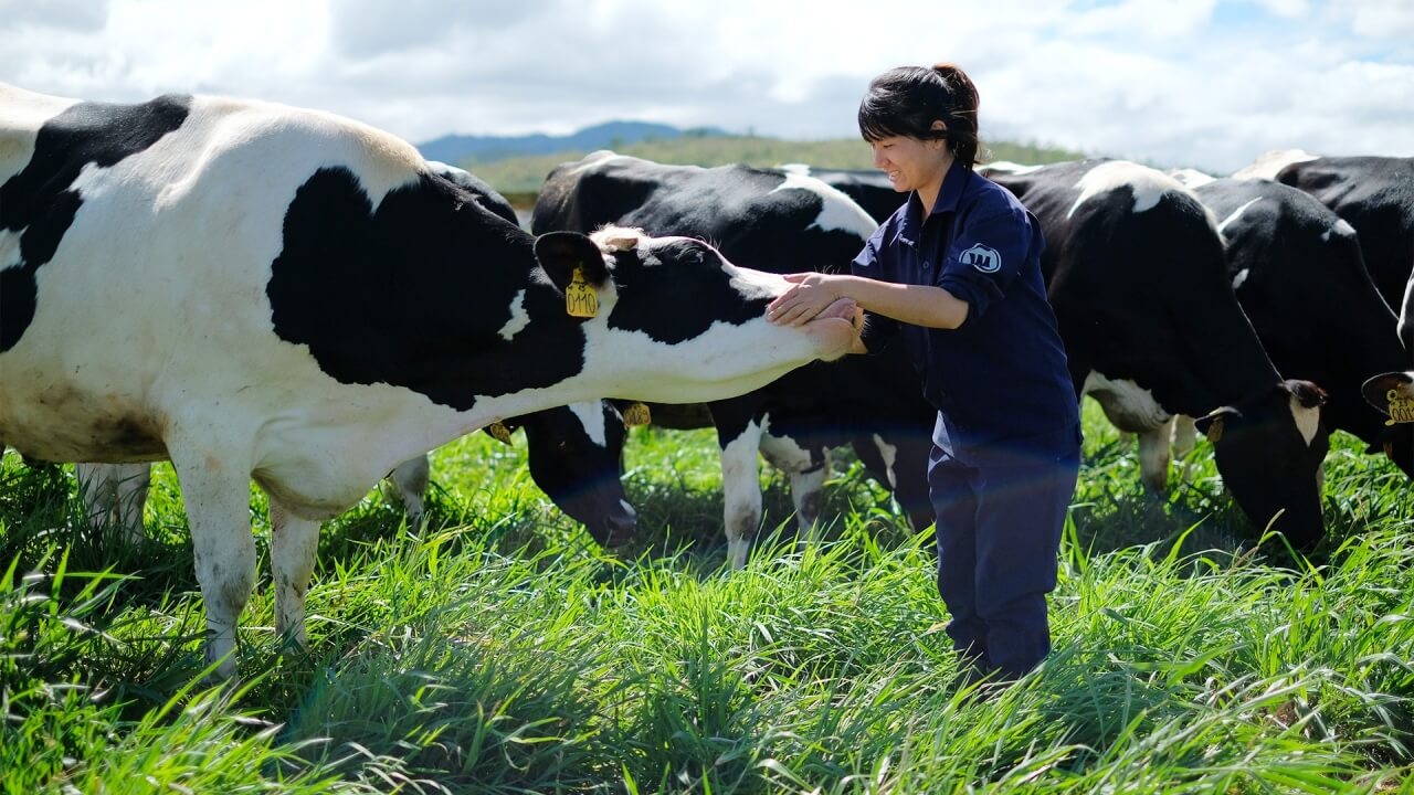 Doanh nhân Thái Hương gây dựng trang trại bò sữa TH rộng lớn
