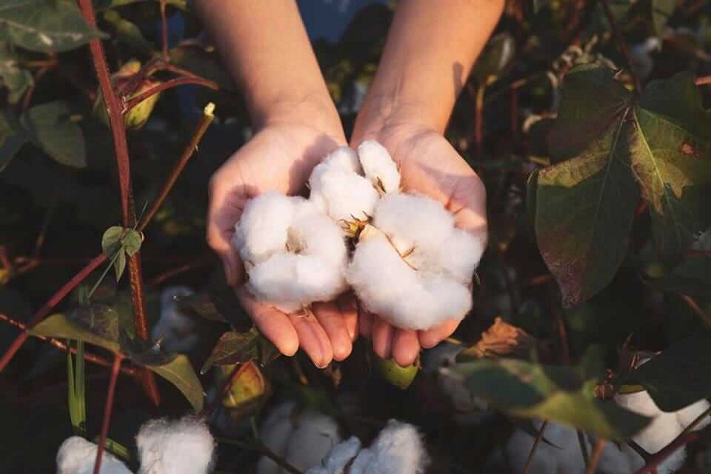 Vải cotton là vải gì?