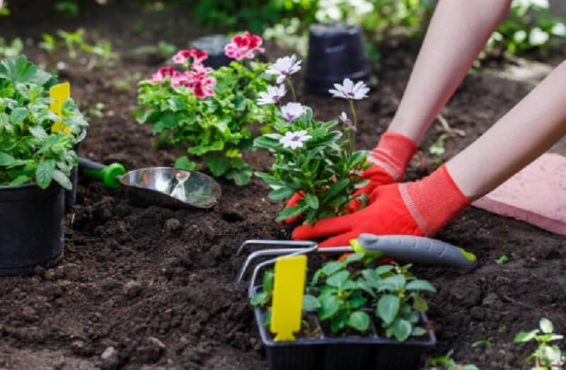 Mô tả công việc của việc làm nhân viên làm vườn