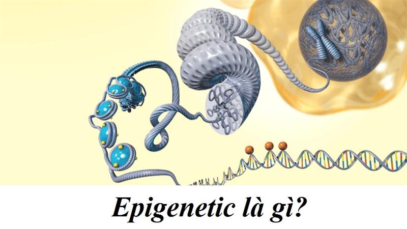 Thông tin chung về Epigenetic