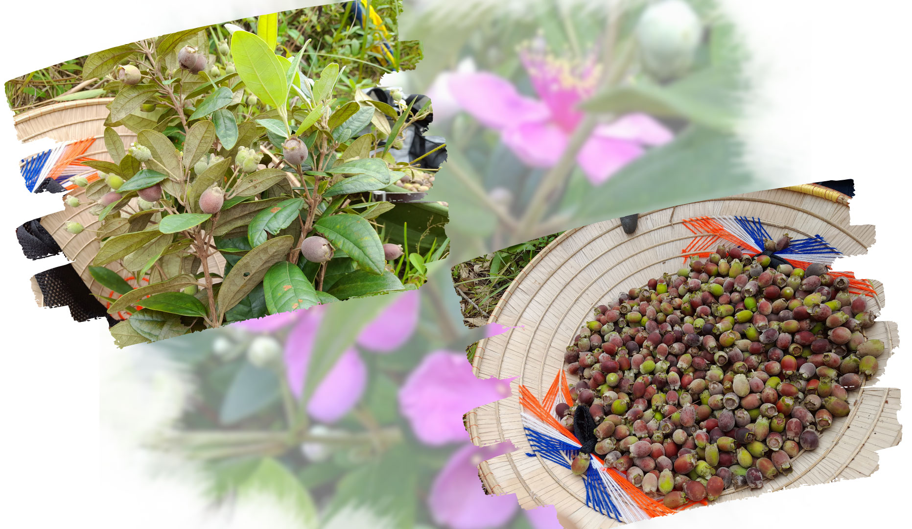Lưu ý khi sử dụng quả sim