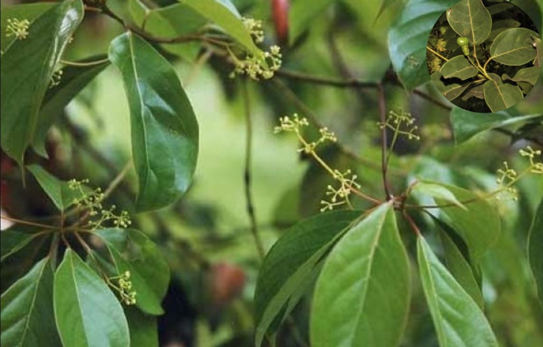 Đặc điểm của cây xá xị