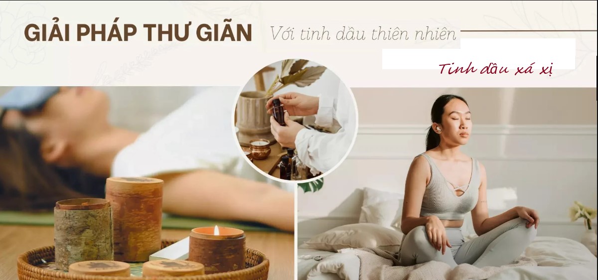 Tác dụng tuyệt vời về sức khỏe từ cây xá xị