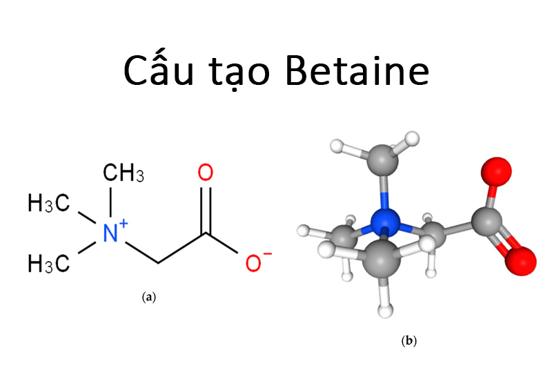 Vì sao nên sử dụng betaine