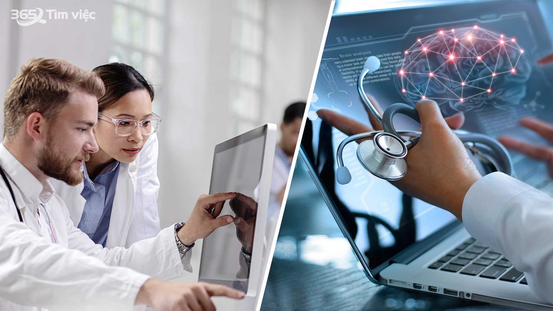 Đặc điểm và vai trò