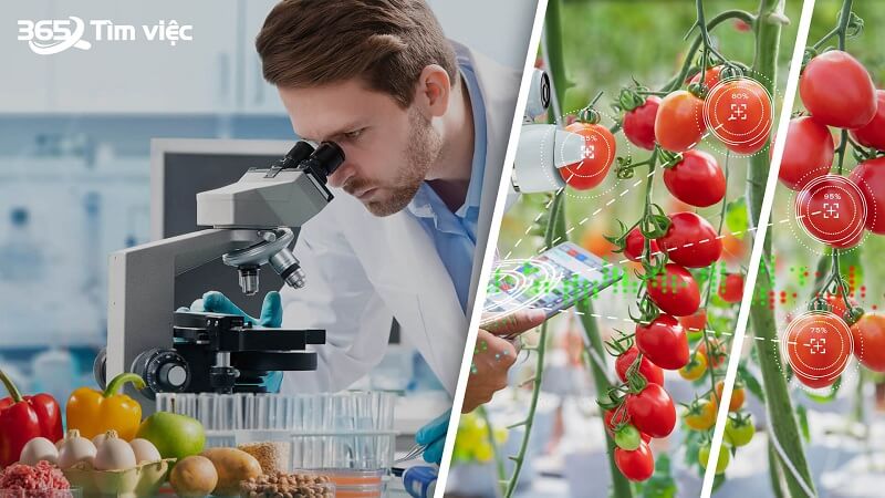 Khái quát về kỹ sư thực phẩm