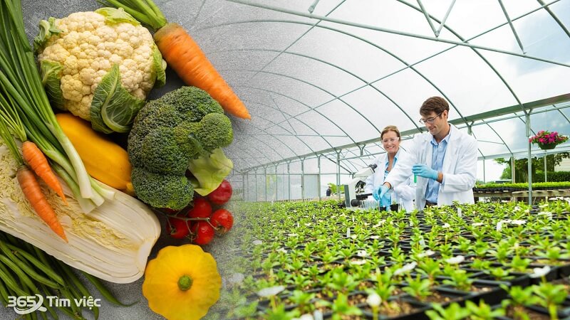 Mức lương đối với việc làm kỹ sư thực phẩm