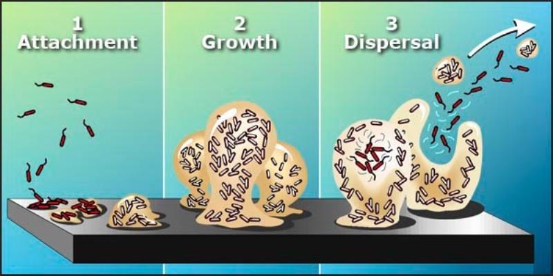 Biofilm là gì