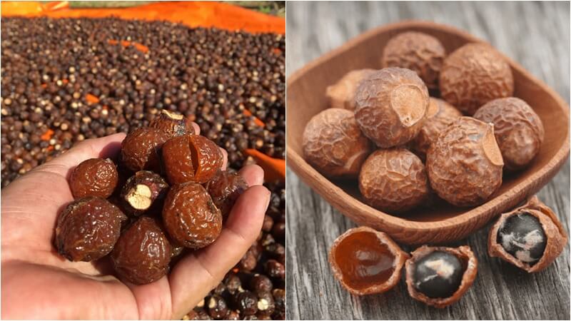 Thành phần trong quả bồ hòn rất giàu saponin