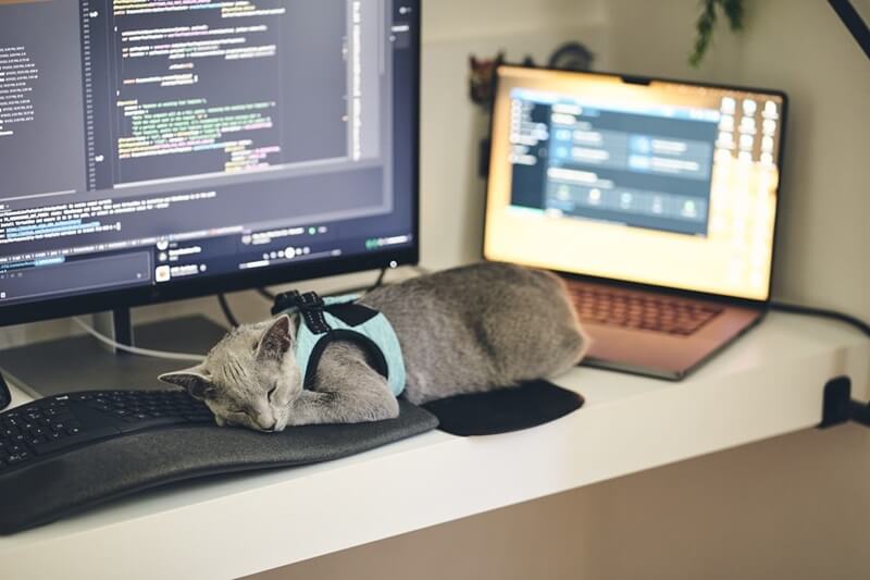 Senior ReactJS được săn đón trong các dự án front-end quy mô lớn