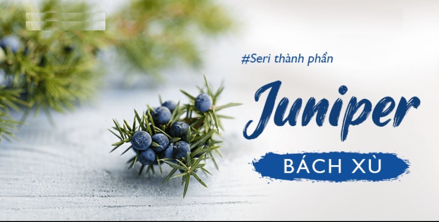 Các thành phần cơ bản trong quả Juniper berry