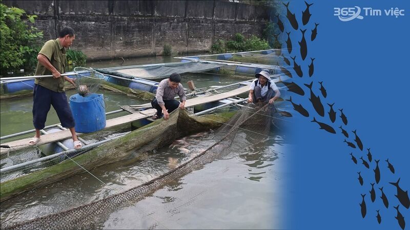 Tìm hiểu về việc làm nông trại