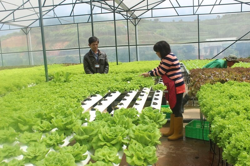 Những yêu cầu về sức khỏe và kỹ năng cần thiết đối với việc làm nông trại