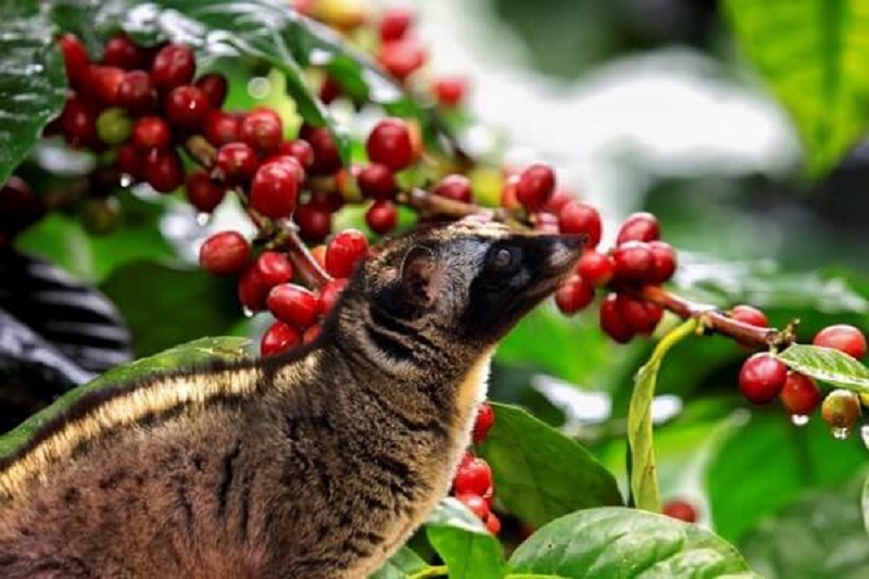 Quá trình tạo nên cafe chồn