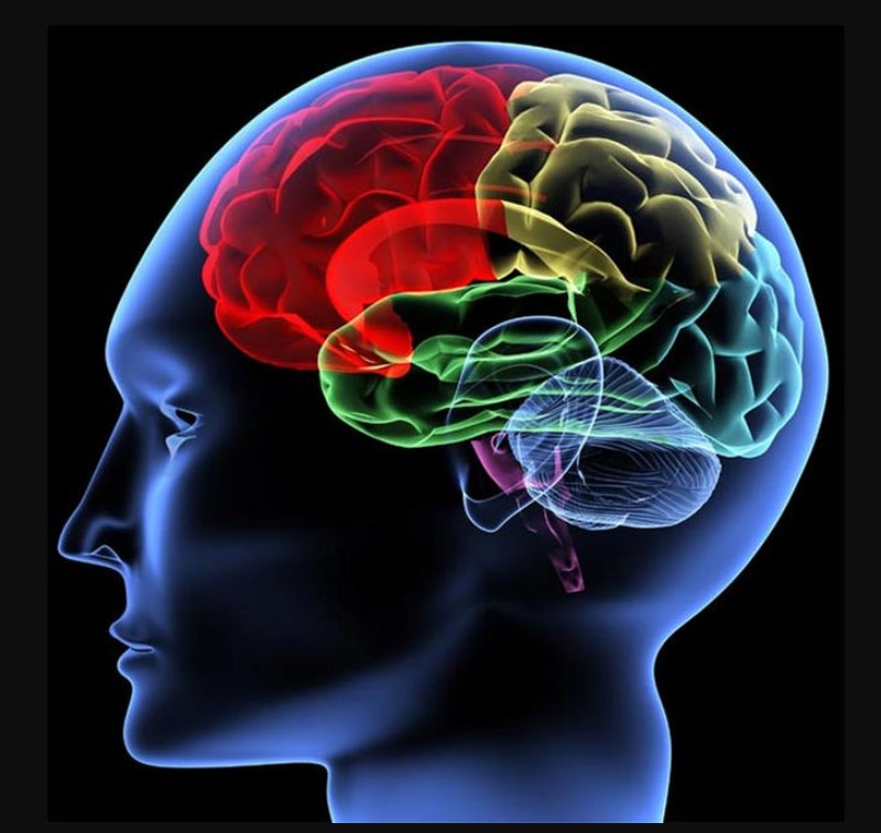 Khái niệm về Prefrontal cortex
