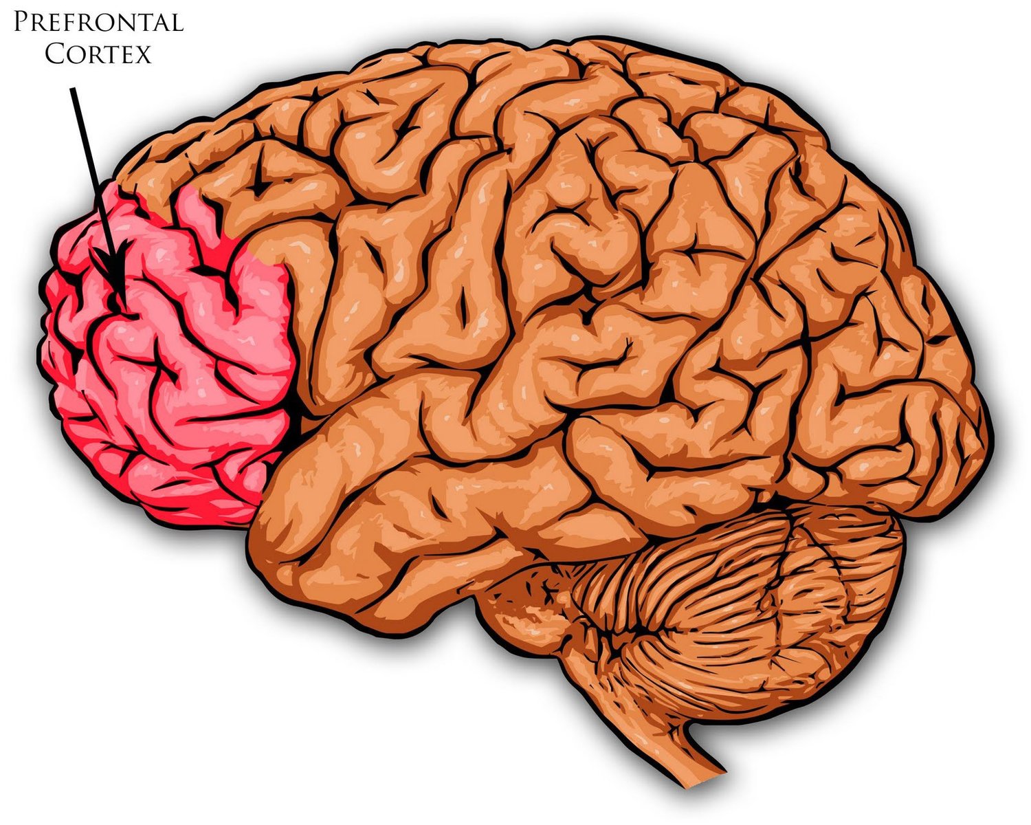 Sự hoạt động của Prefrontal cortex