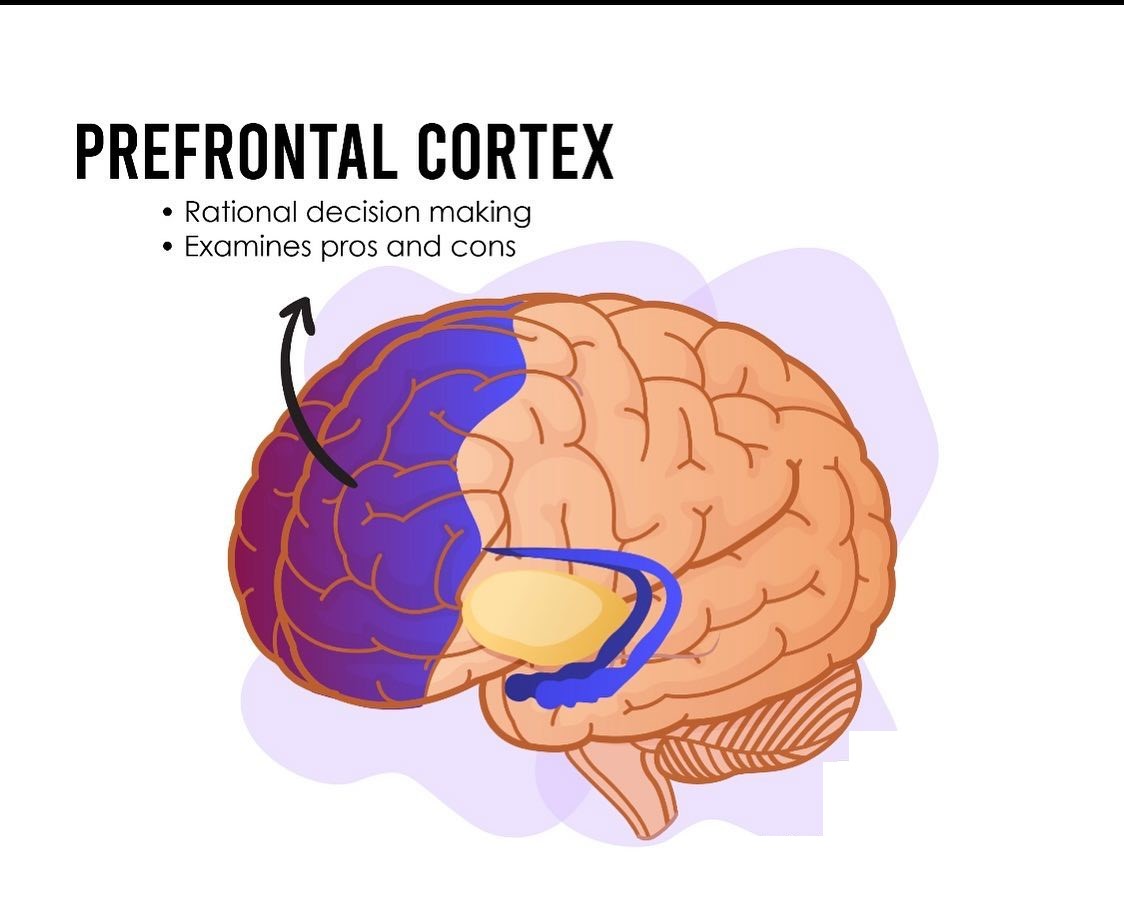 Thông tin kiến thức hữu ích về Prefrontal cortex