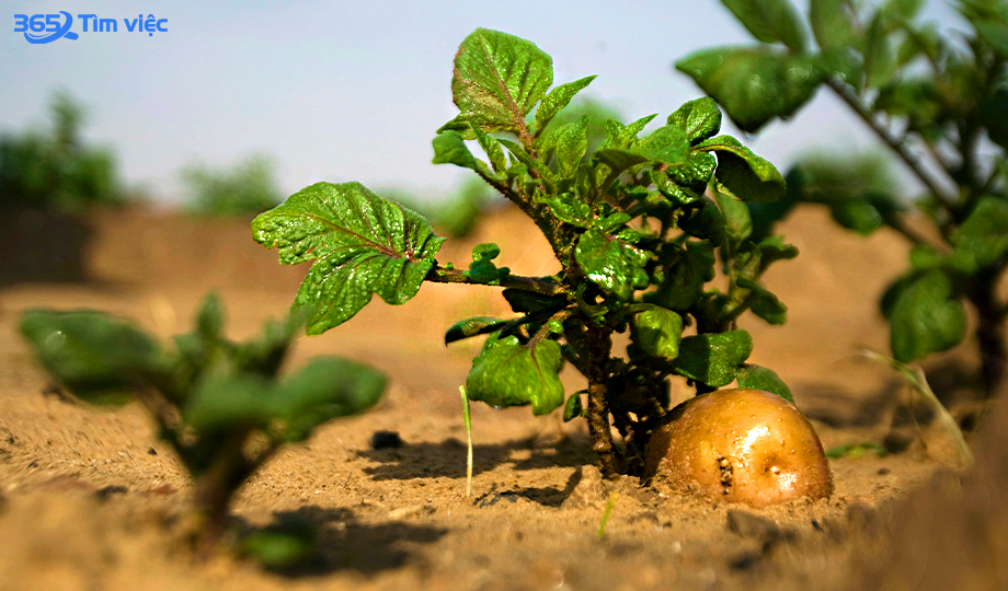 Bí quyết chinh phục nền nông nghiệp phát triển đến đỉnh cao giữa hoang mạc của người Israel 