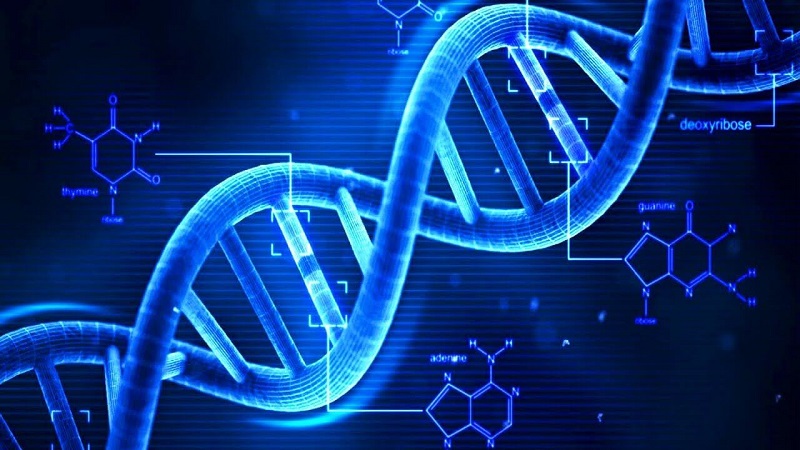 DNA và ADN là một