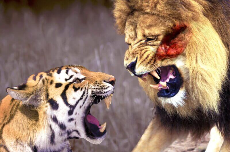 Hổ và sư tử con nào là chúa tể sơn lâm