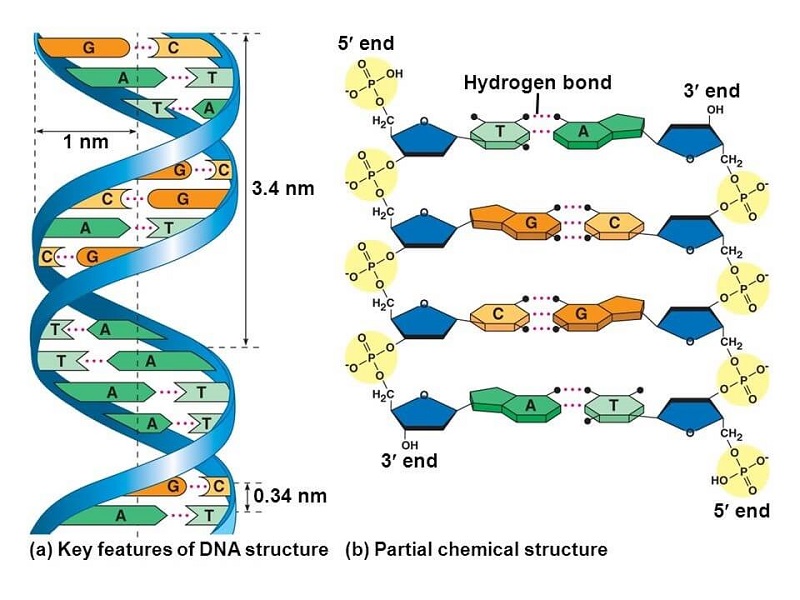Quy tắc liên kết chặt chẽ của ADN