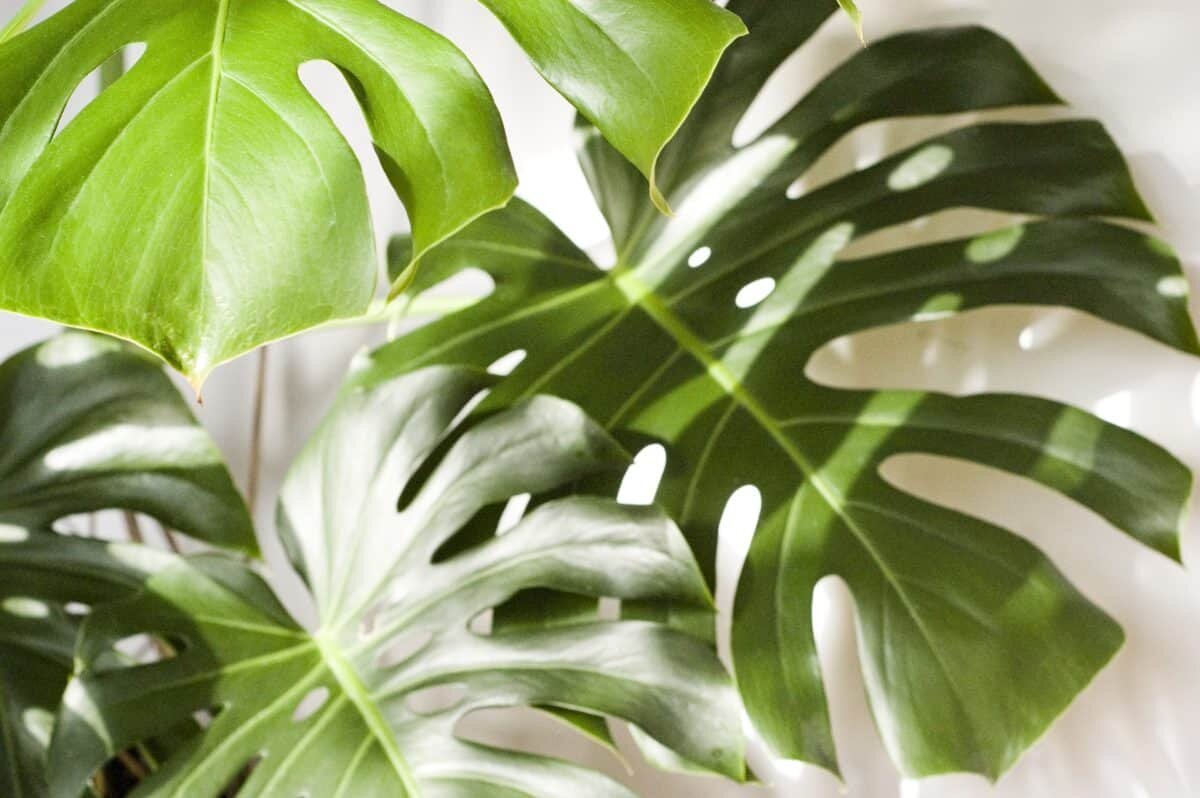 Khái niệm cần biết về cây Monstera