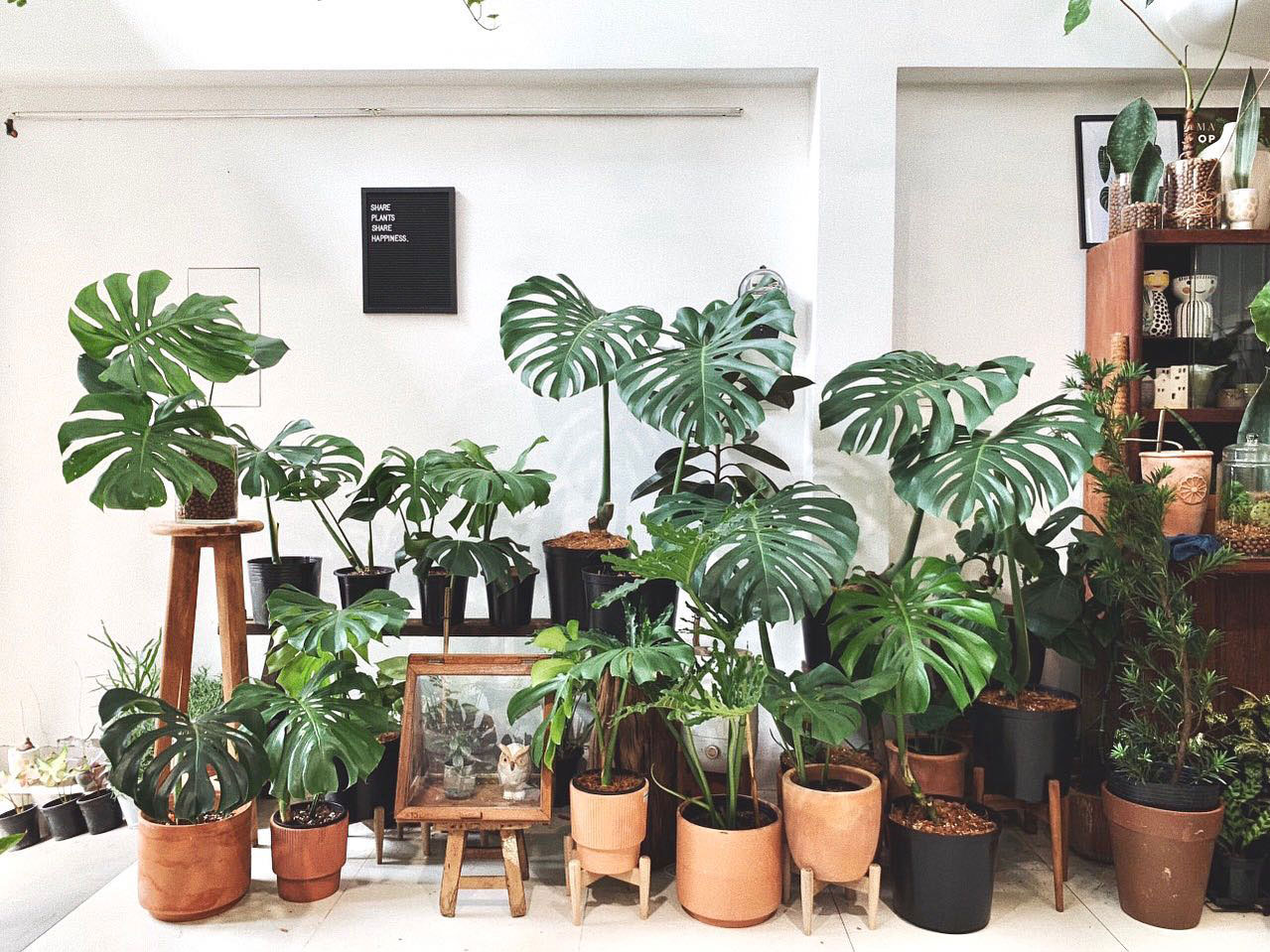 Đặc điểm của cây Monstera