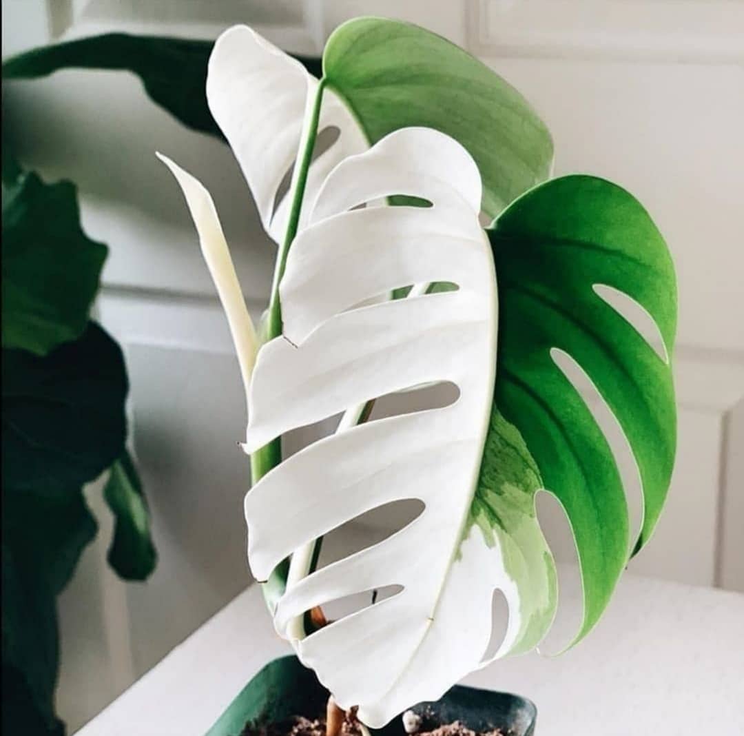 Monstera Albo