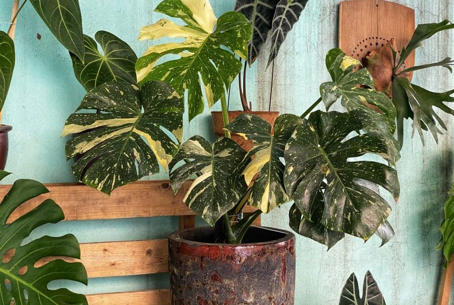 Một số bệnh hại trên Monstera