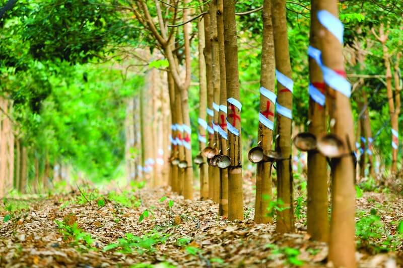 Lĩnh vực Nông nghiệp của tập đoàn Hoàng Anh Gia Lai