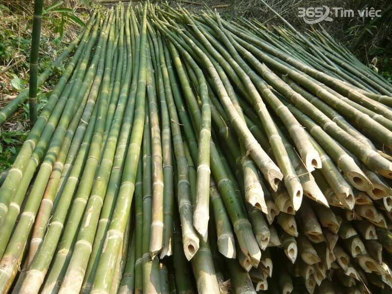 Làng nghề tre trúc Xuân Lai