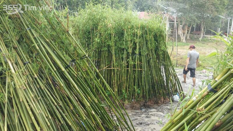 Xử lý các nguyên liệu thô sơ để tiến hành sản xuất