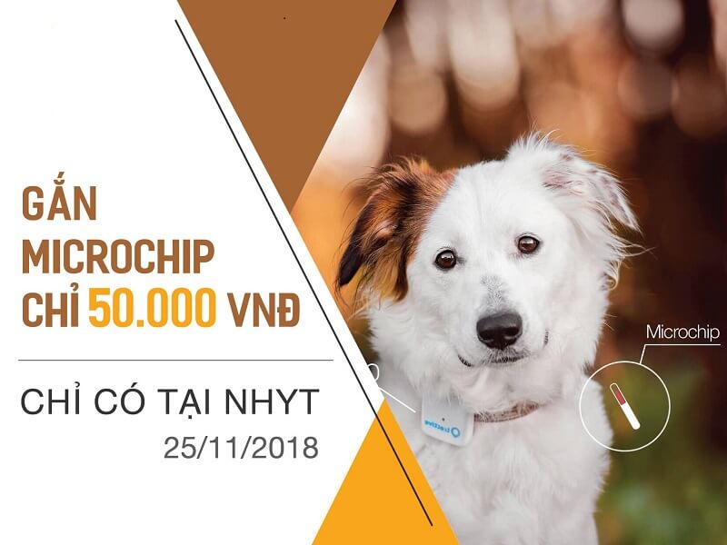  Làm sao để có thể gắn microchip cho thú cưng?