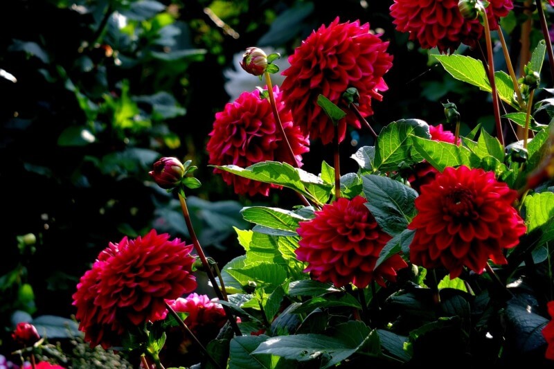 Màu sắc mãnh liệt của Dahlia đỏ