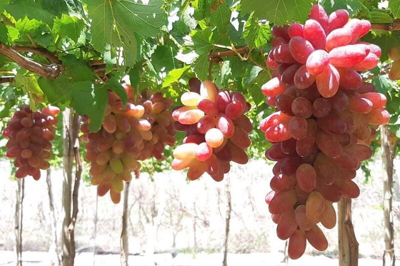 Những lợi thế phát triển ảnh hưởng đến việc làm tại huyện Ninh Sơn