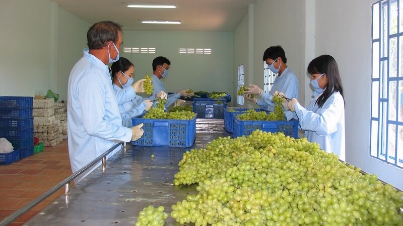Việc làm chế biến sản phẩm nông sản