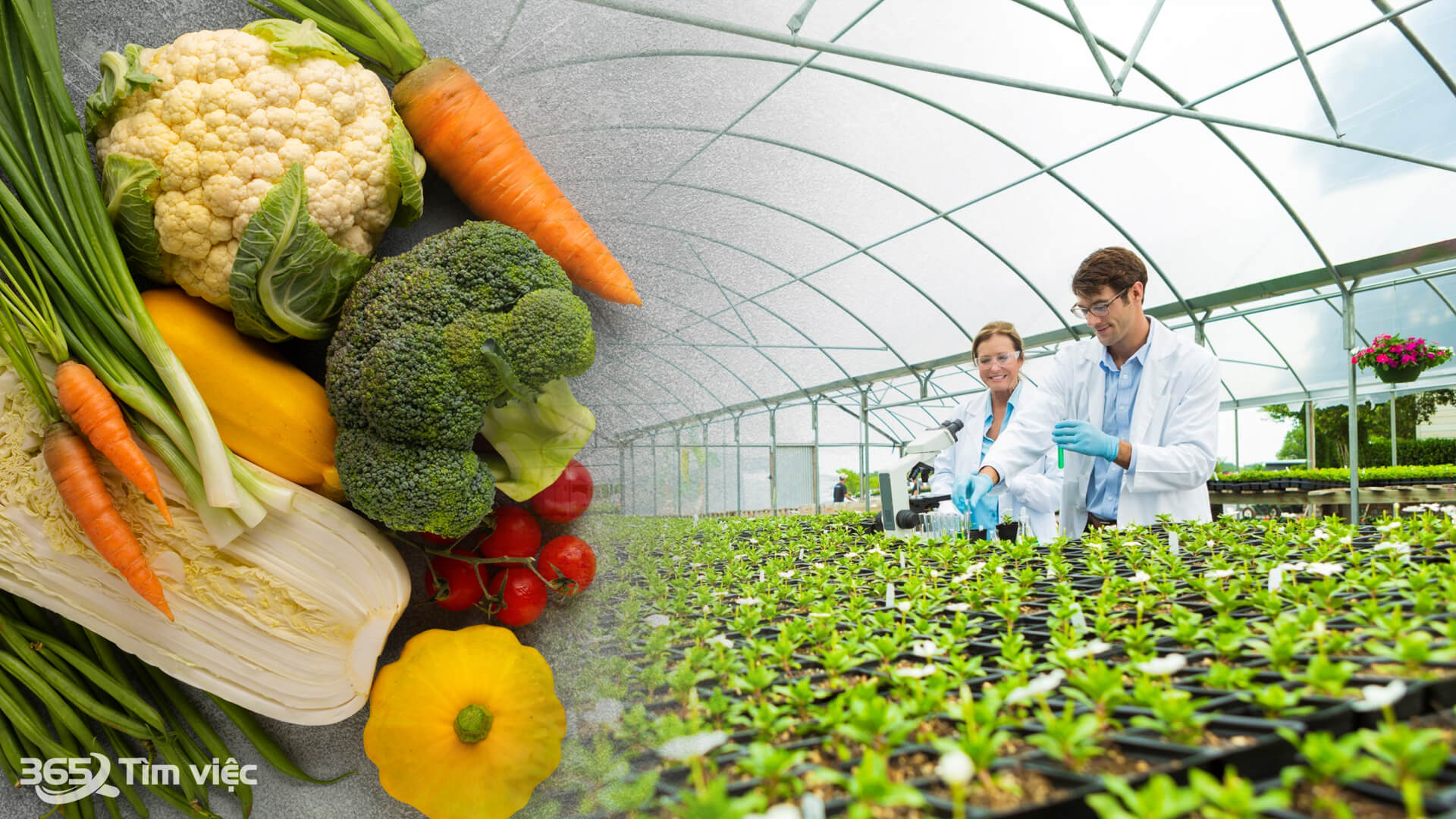 Việc làm tại huyện Chợ Mới An Giang phát triển như thế nào? 