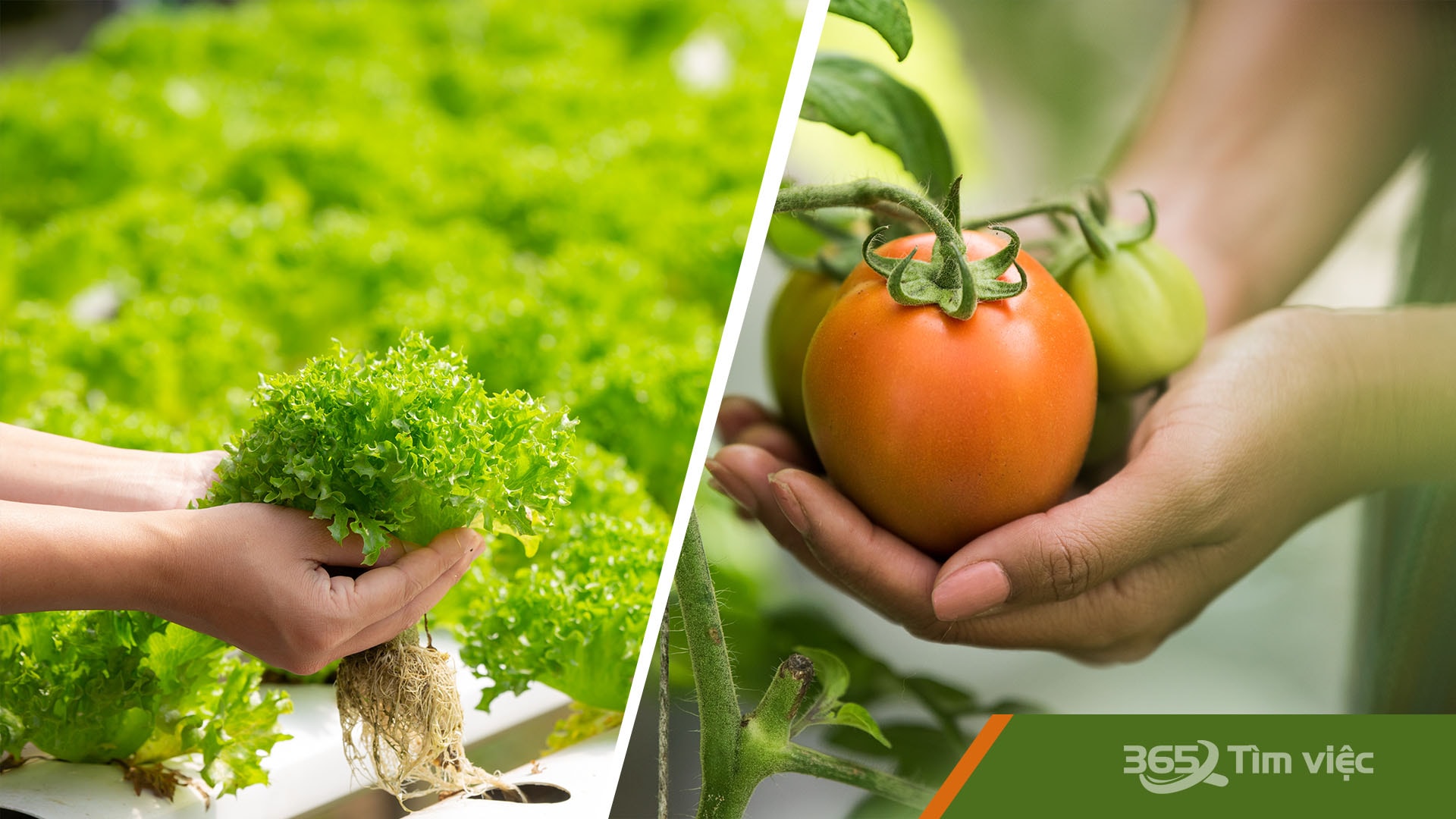 Việc làm thương mại dịch vụ nhờ thế mạnh nông nghiệp