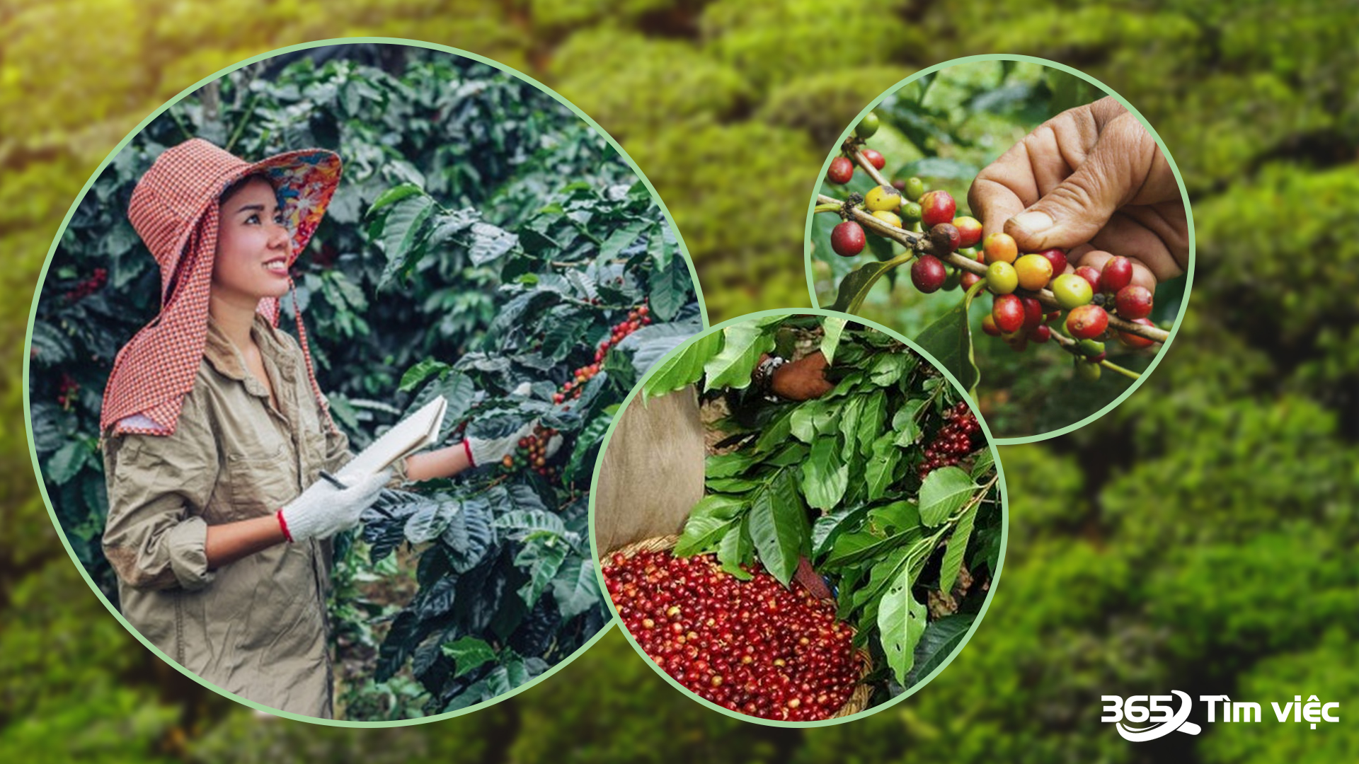 Việc làm chế biến lương thực - thực phẩm tại thành phố Sa Đéc - Đồng Tháp